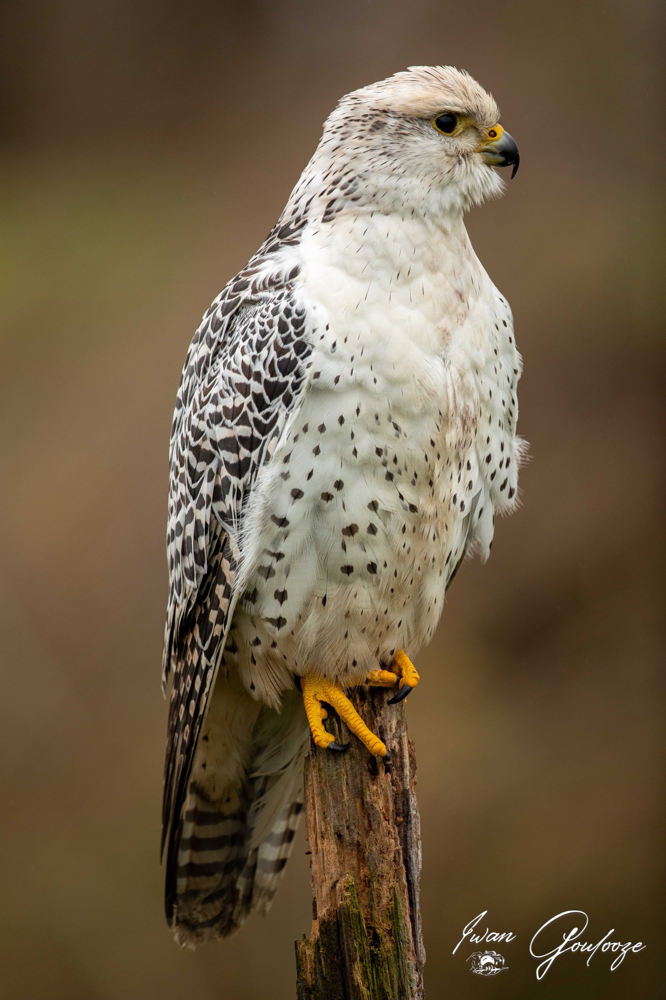  5D40523 28 november 2021 1228 04